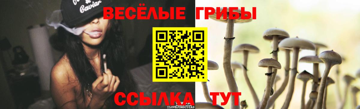 Галлюциногенные грибы Psilocybe  Вход с VPN  Киселёвск 